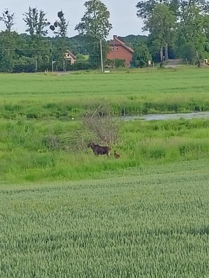 Swierkowe Siedlisko Węgorzewo Exterior foto